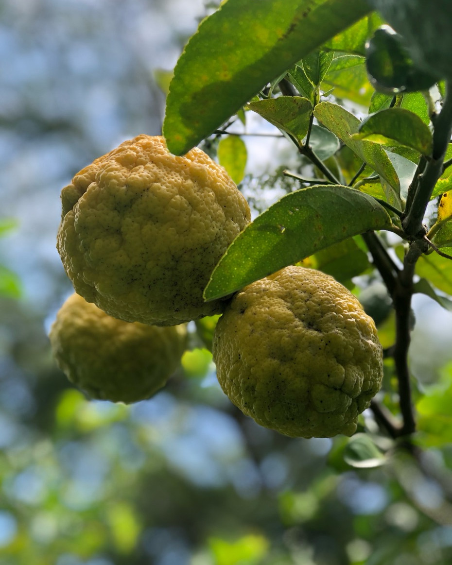 Rough Green Lemon